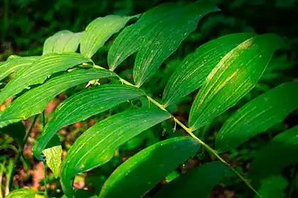 Gymnema Sylvestre ingredient